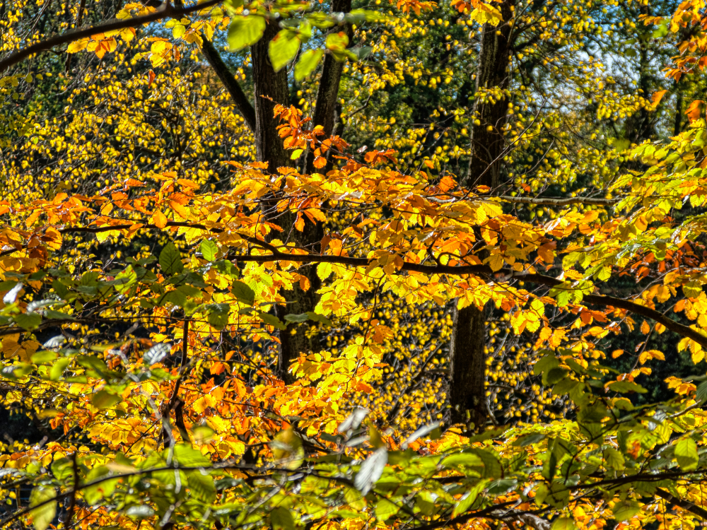 Herbstliches Blattwerk