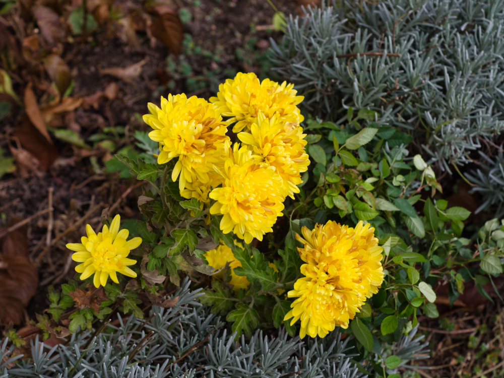 Gewächs mit gelben Blüten