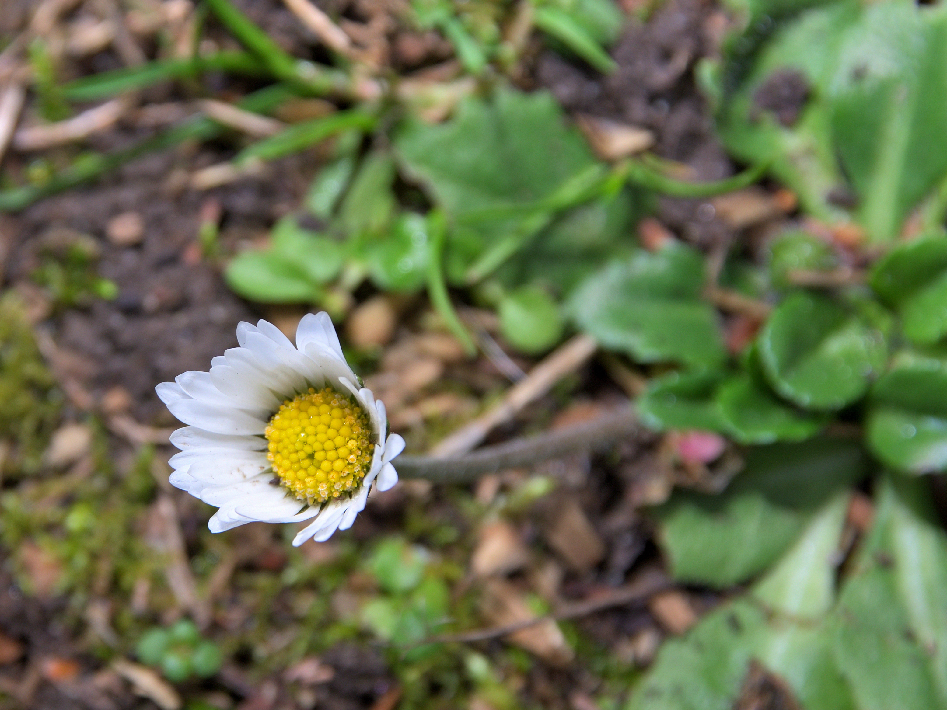 Gänseblümchen im Winter