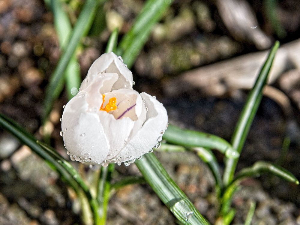 Krokus