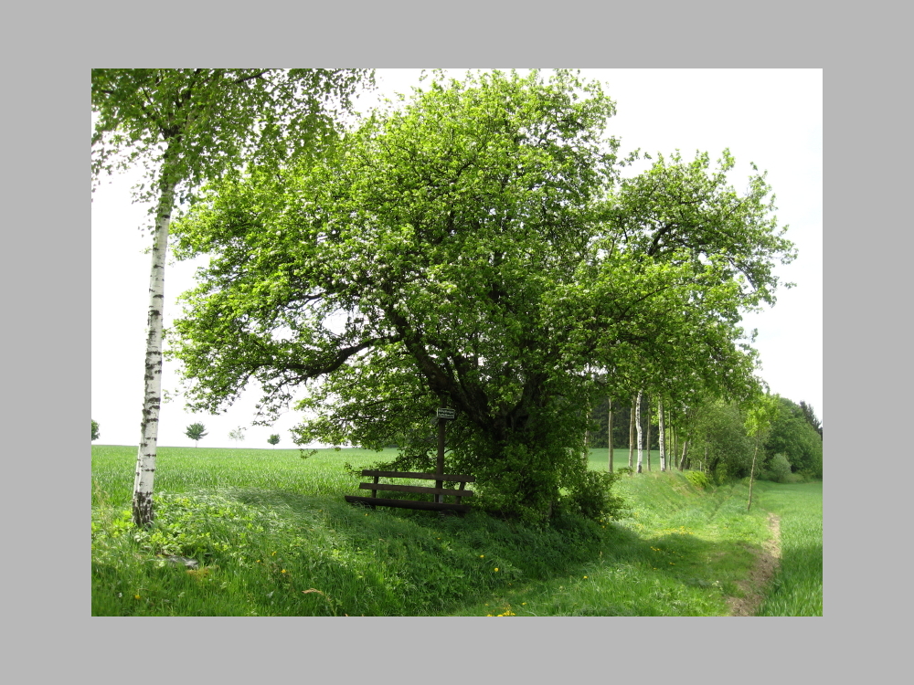 400-jähriger Apfelbaum