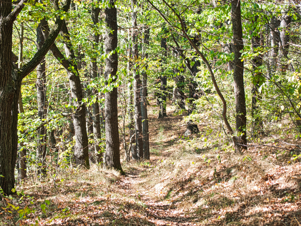 Pfad im Wald