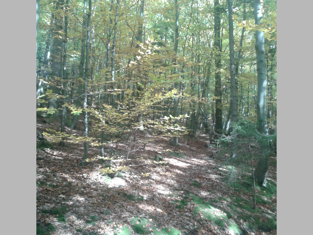 Im herbstlichen Wald