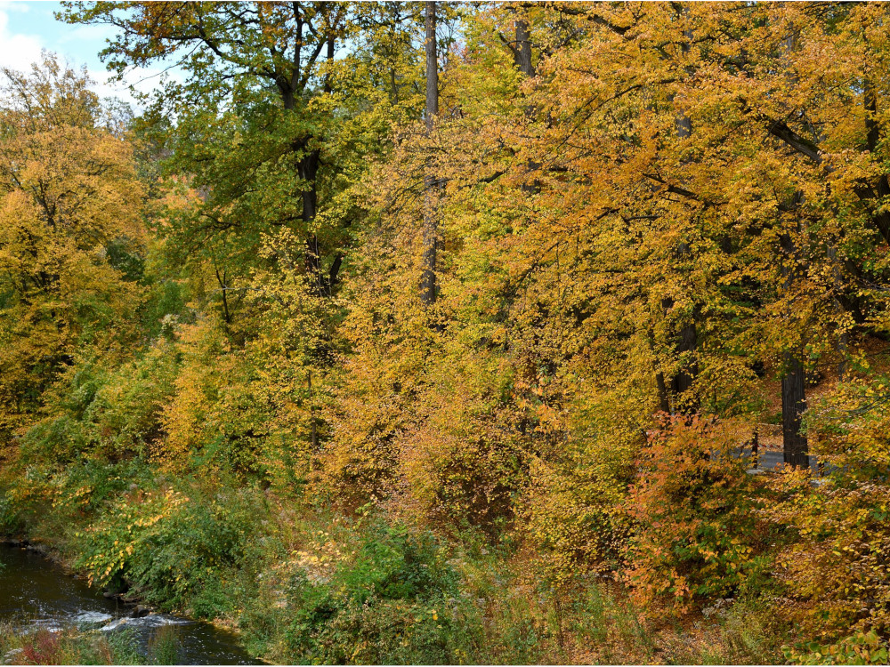 Herbstbäume