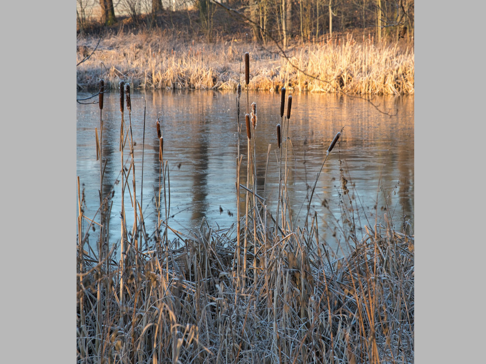 Teich bei Frost