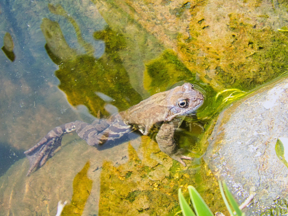 Frosch