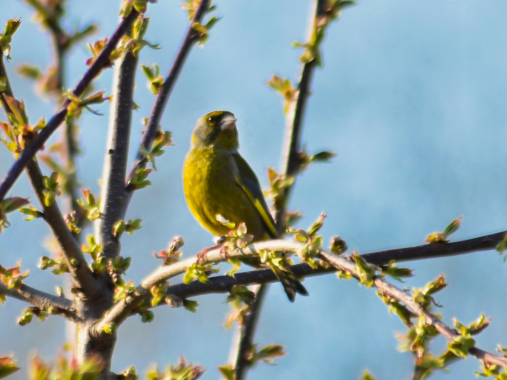 Vogel auf Geäst