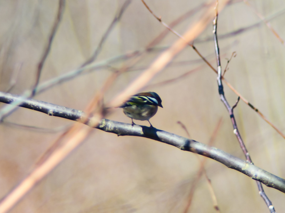 Vogel auf Geäst