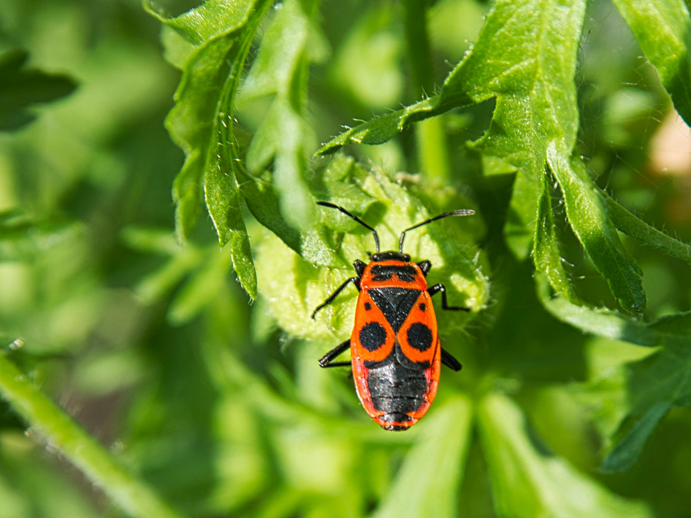 Feuerwanze? auf Blatt