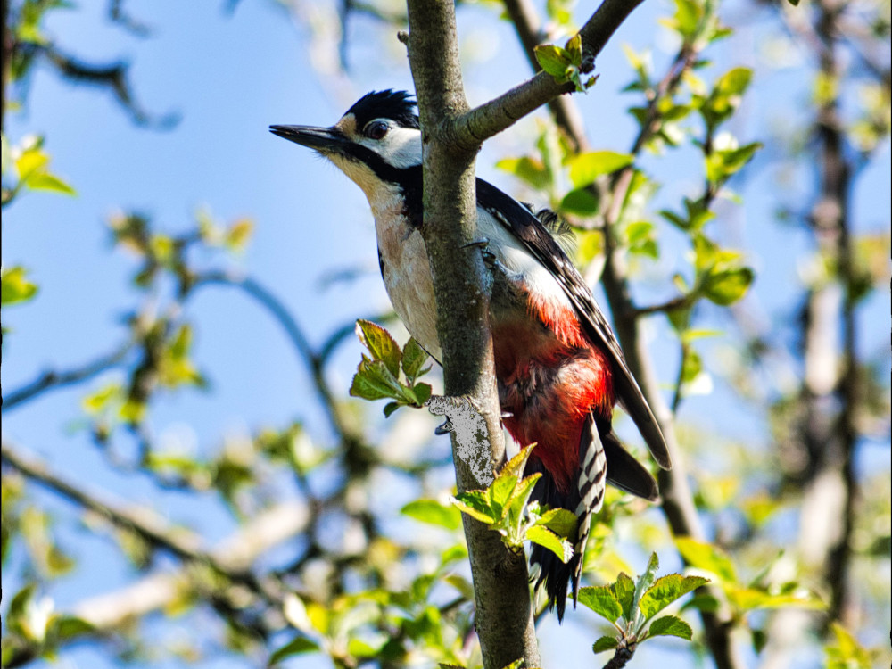 Specht im Baum