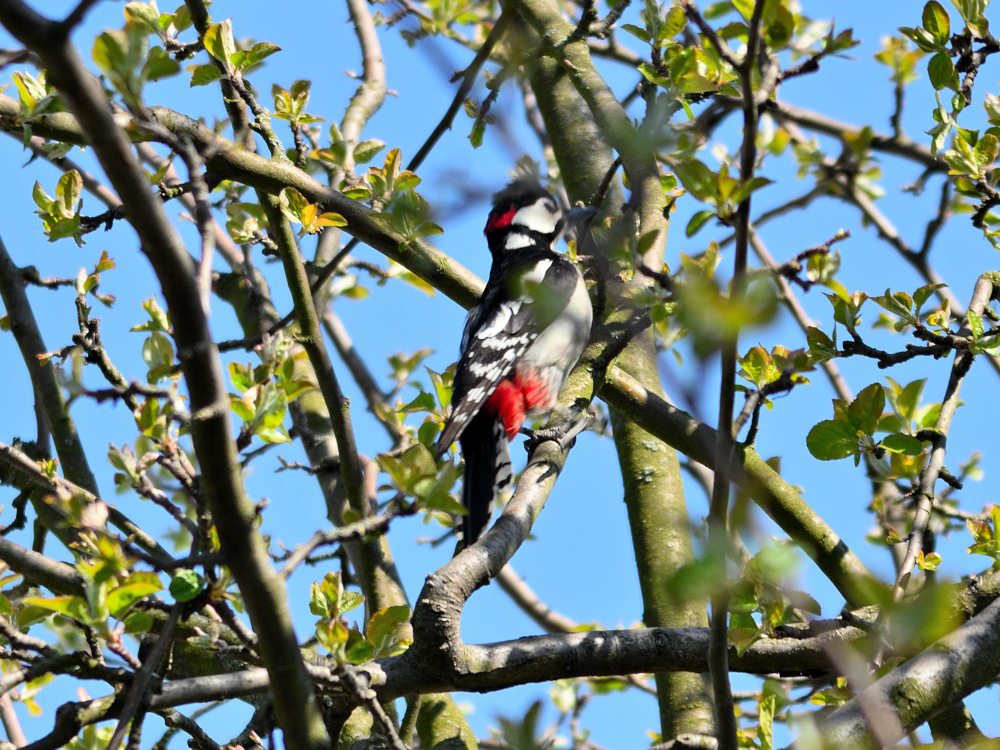 Specht im Baum