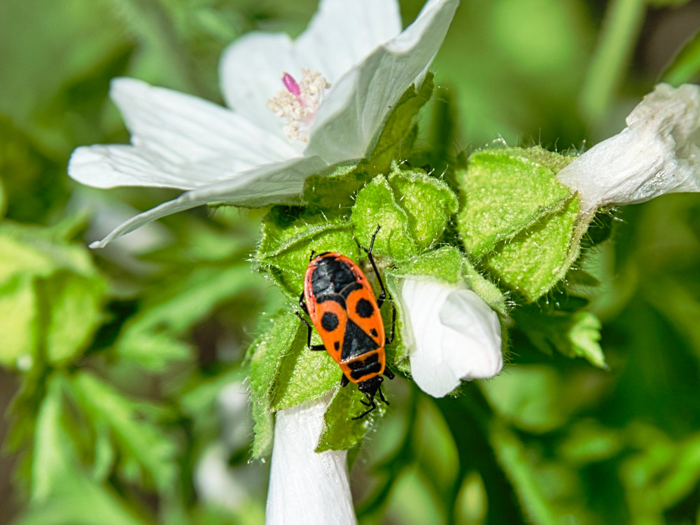 Feuerwanze? auf Blüte