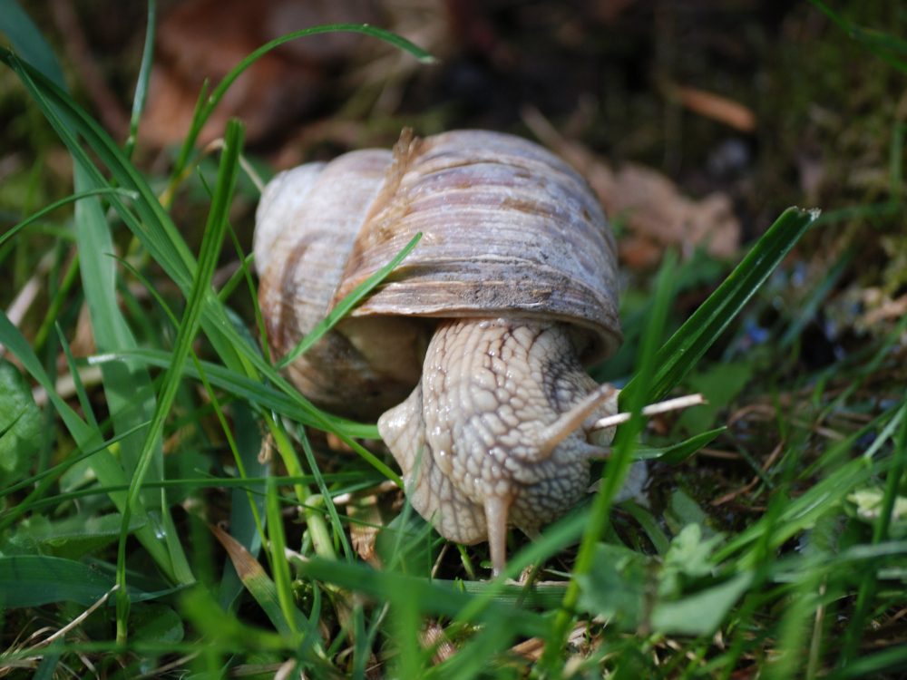 Schnecke