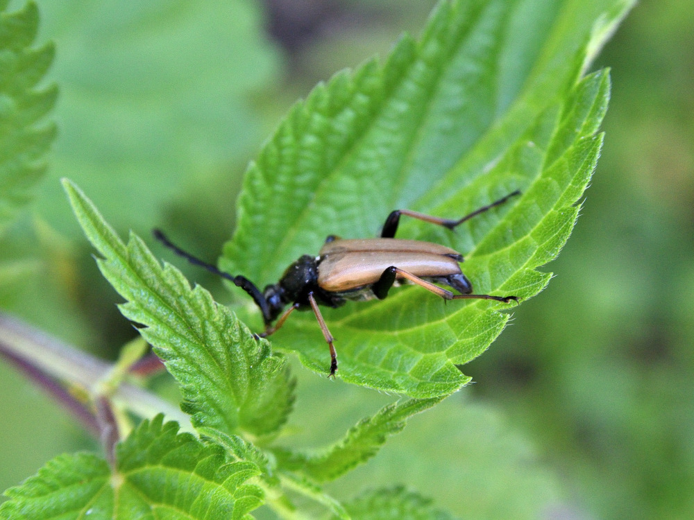 Käfer