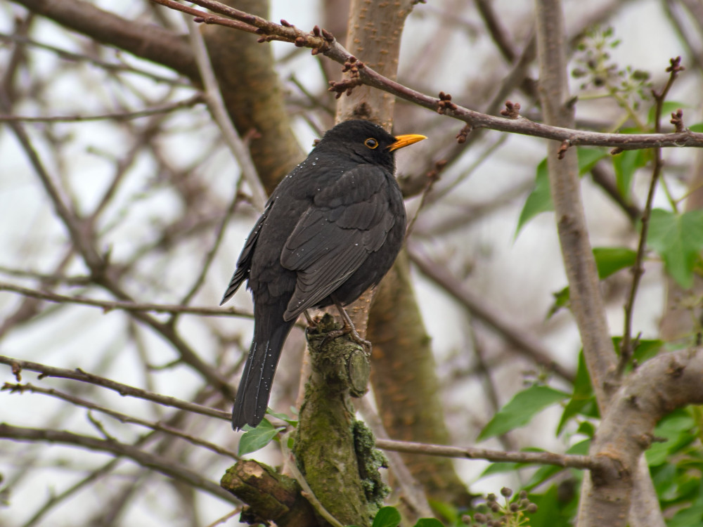 Amsel im Baum