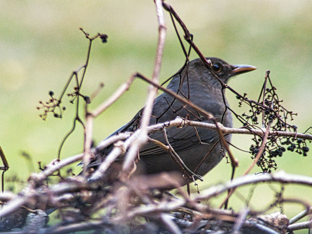 Amsel im Geäst