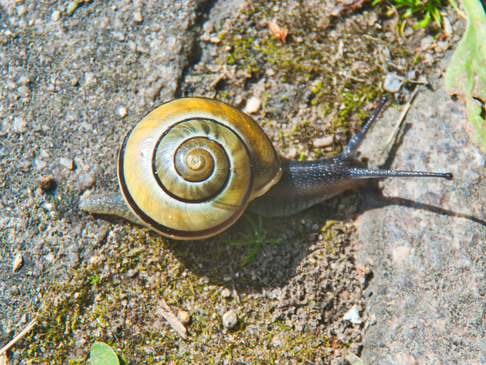 Schnecke