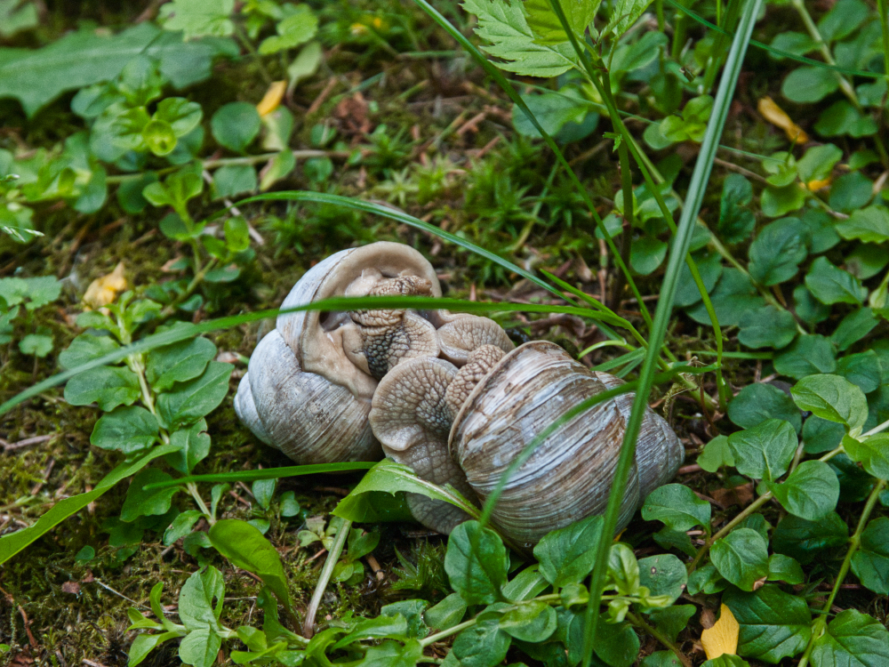 Schnecke