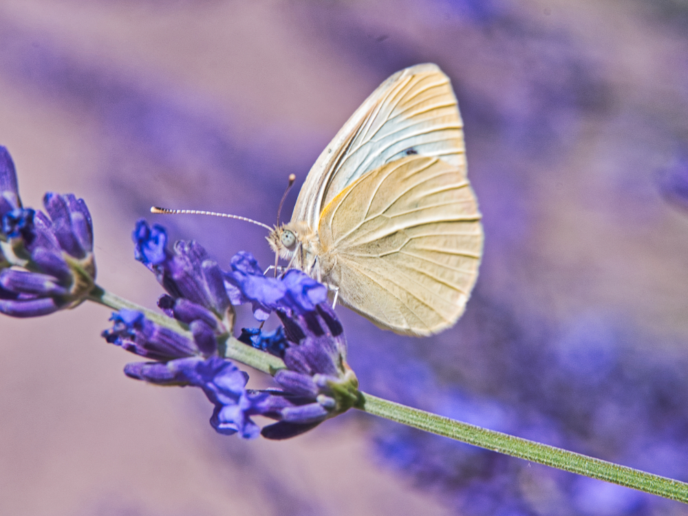 Schmetterling