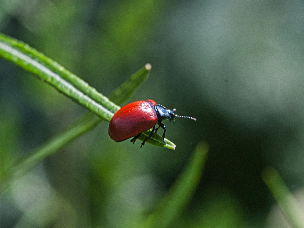 Käfer