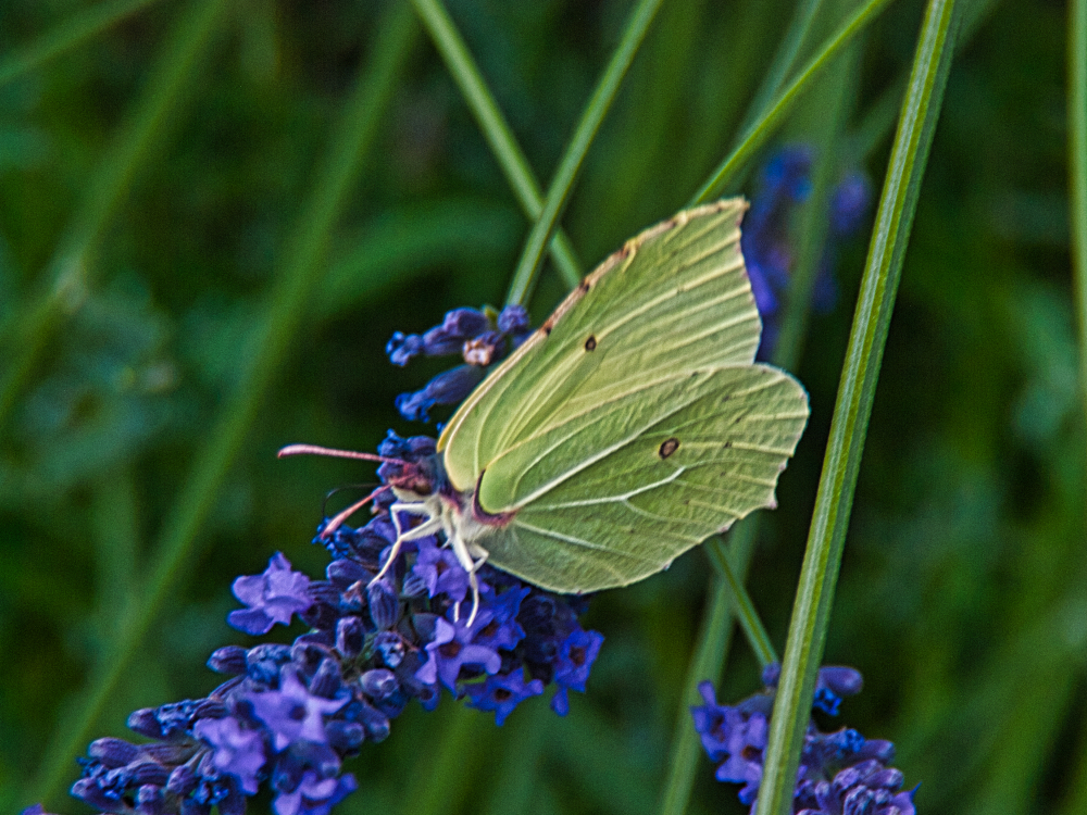 Schmetterling