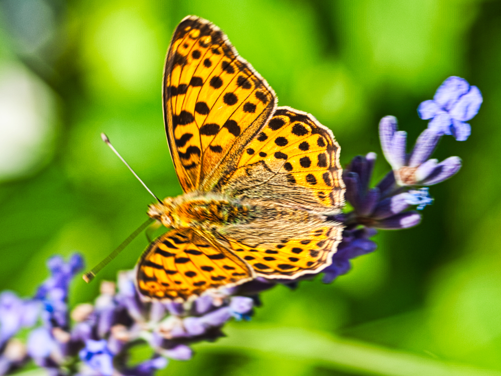 Schmetterling