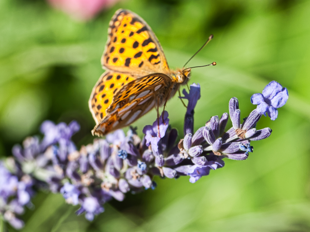 Schmetterling