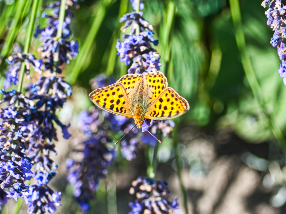 Schmetterling