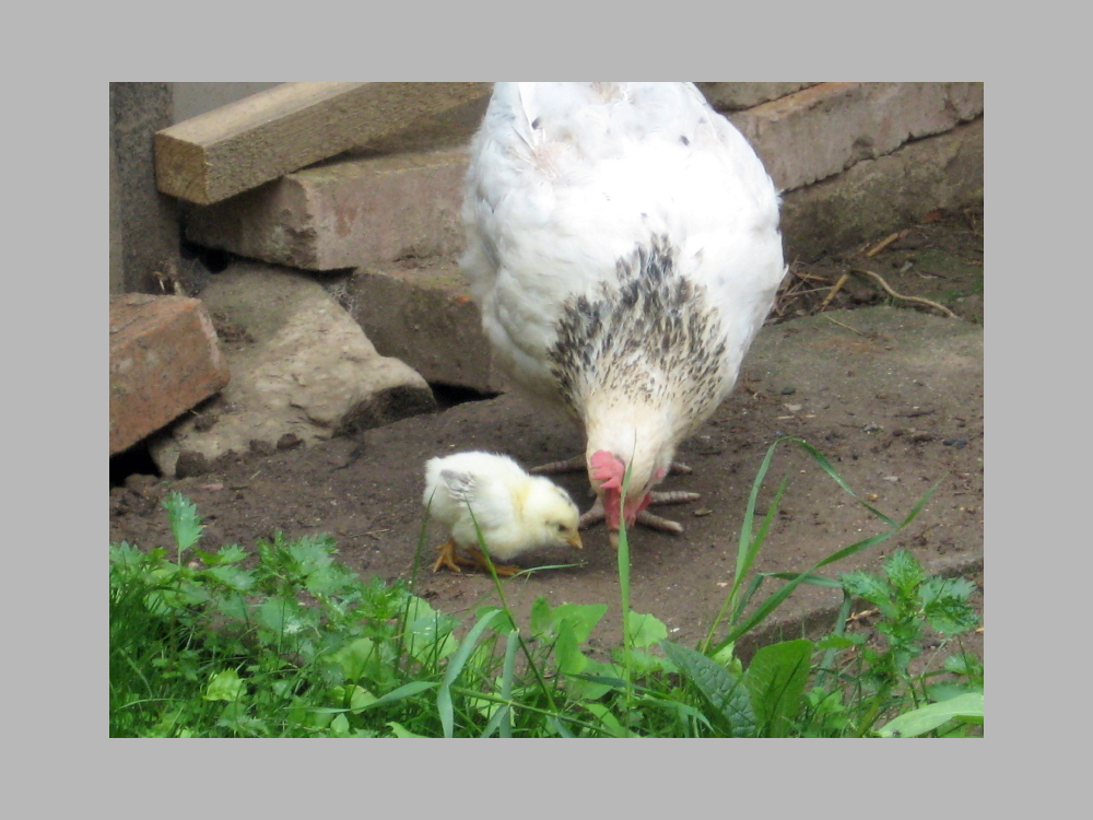 Huhn mit Kücken