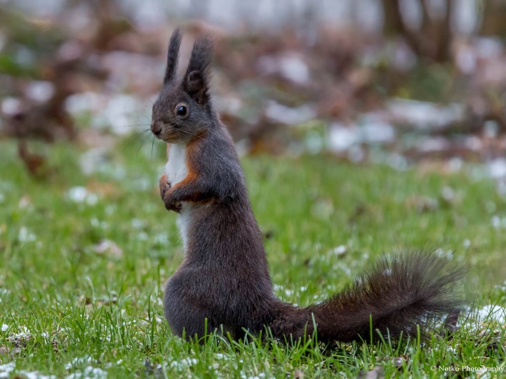 Eichhörnchen