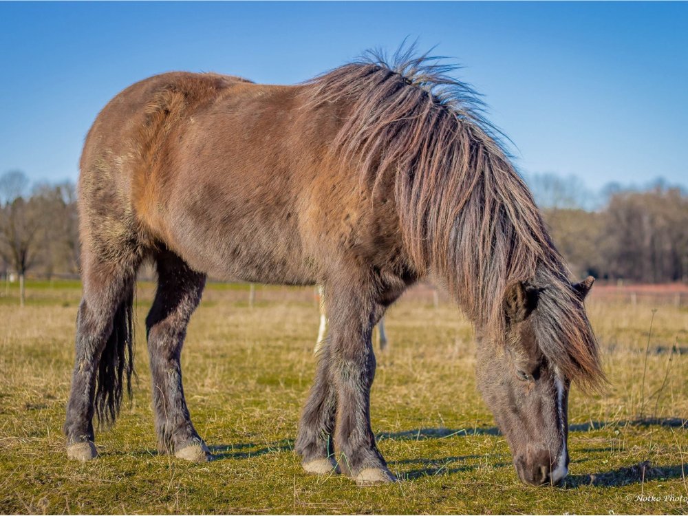 Grasendes Pferd