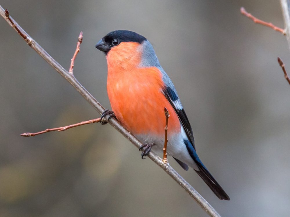 Vogel auf Zweig