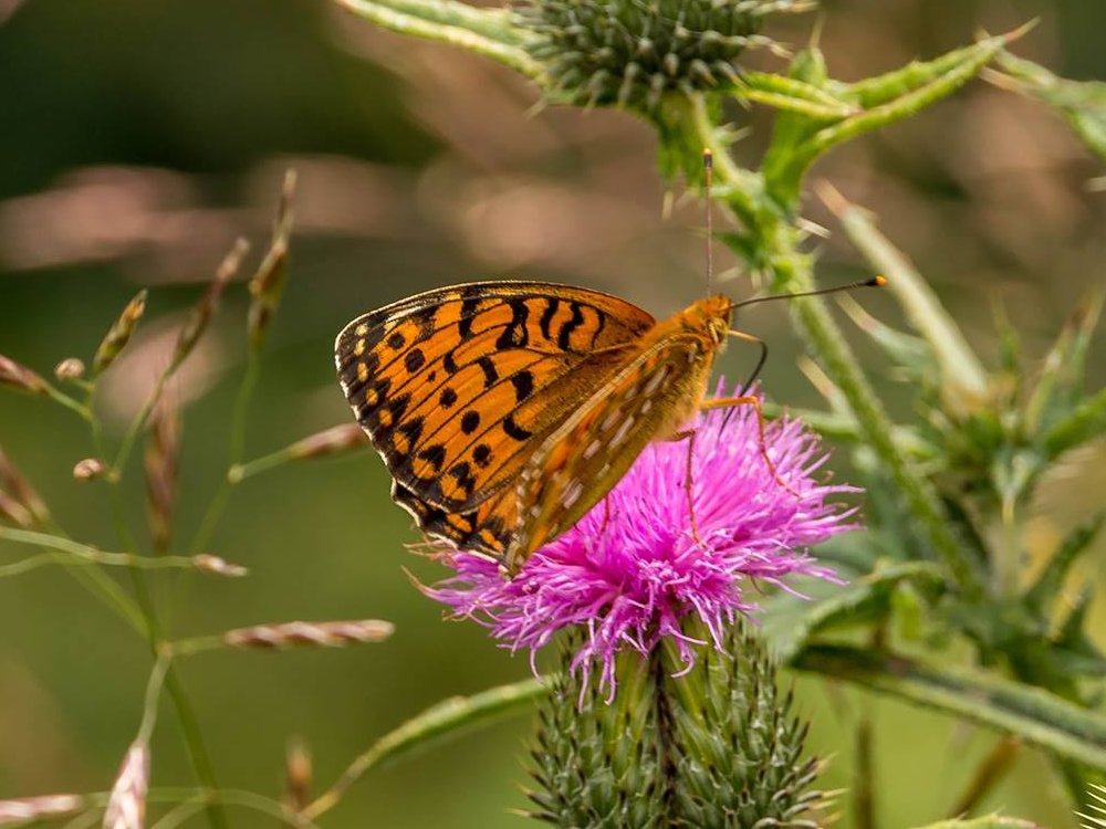 Schmetterling auf Dieselblüte