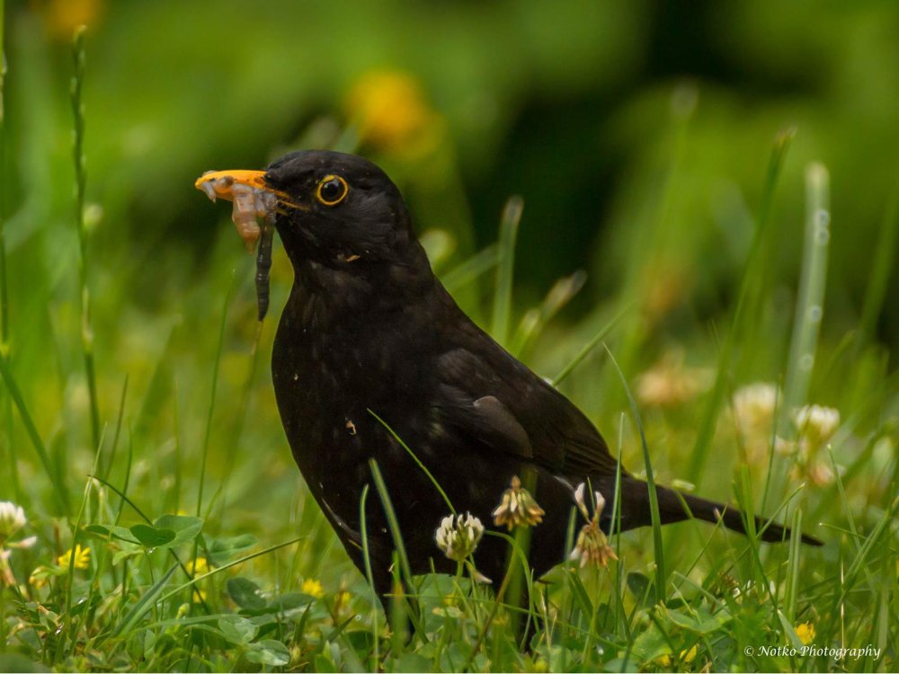 Amsel bei der Futtersuche