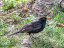 Vorschaubild: Amsel